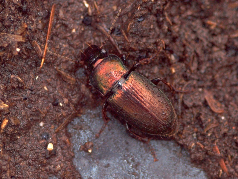 carabide - Harpalus distinguendus